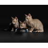 Pro Plan NutriSavour KITTEN (влажный корм для котят с индейкой в соусе) 85г х 26шт Pro Plan NutriSavour KITTEN (влажный корм для котят с индейкой в соусе) 85г х 26шт