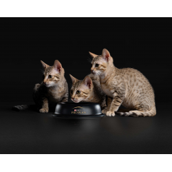 Pro Plan NutriSavour KITTEN (влажный корм для котят с индейкой в соусе) 85г х 26шт Pro Plan NutriSavour KITTEN (влажный корм для котят с индейкой в соусе) 85г х 26шт