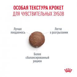 Royal Canin Ageing 11+ (для кошек старше 11 лет) Royal Canin Ageing 11+ (для кошек старше 11 лет)