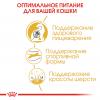Royal Canin Bengal (для взрослых бенгальских кошек старше 12 месяцев)