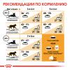 Royal Canin Bengal (для взрослых бенгальских кошек старше 12 месяцев)