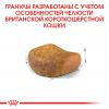 Royal Canin British Shorthair Adult (для взрослых британских короткошерстных кошек) Royal Canin British Shorthair Adult (для взрослых британских короткошерстных кошек)