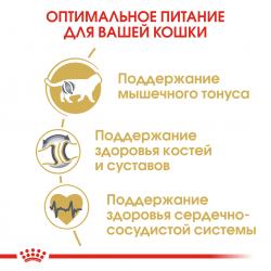Royal Canin British Shorthair Adult (для взрослых британских короткошерстных кошек) Royal Canin British Shorthair Adult (для взрослых британских короткошерстных кошек)