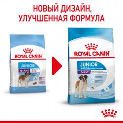 Royal Canin Giant Junior  (для щенков крупных пород с 8 до 18/24 месяцев) Royal Canin Giant Junior  (для щенков крупных пород с 8 до 18/24 месяцев)