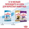 Royal Canin Giant Junior  (для щенков крупных пород с 8 до 18/24 месяцев) Royal Canin Giant Junior  (для щенков крупных пород с 8 до 18/24 месяцев)