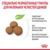 Royal Canin Giant Puppy (для щенков очень крупных пород от 2 до 8 месяцев) Royal Canin Giant Puppy (для щенков очень крупных пород от 2 до 8 месяцев)