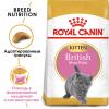 Royal Canin British Shorthair Kitten (для британских короткошерстных котят в возрасте до 12 месяцев)