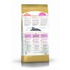 Royal Canin British Shorthair Kitten (для британских короткошерстных котят в возрасте до 12 месяцев)