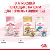 Royal Canin Kitten (соус для котят от 4 до 12 месяцев) 85г х 28шт