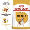 Royal Canin Beagle Adult (для собак породы бигль от 12 месяцев)