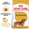 Royal Canin Dachshund Adult (для такс от 10 месяцев)