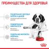 Royal Canin Giant Starter (для щенков очень крупных пород до 2-х месяцев, беременных и кормящих сук) Royal Canin Giant Starter (для щенков очень крупных пород до 2-х месяцев, беременных и кормящих сук)