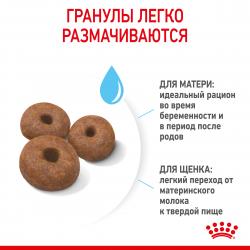 Royal Canin Giant Starter (для щенков очень крупных пород до 2-х месяцев, беременных и кормящих сук) Royal Canin Giant Starter (для щенков очень крупных пород до 2-х месяцев, беременных и кормящих сук)