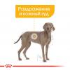Royal Canin Maxi Dermacomfort (для собак крупных пород с раздраженной и зудящей кожей)