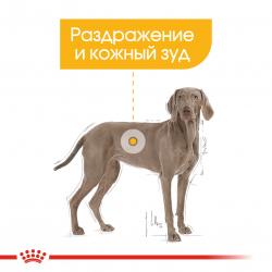 Royal Canin Maxi Dermacomfort (для собак крупных пород с раздраженной и зудящей кожей)