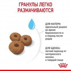 Royal Canin Maxi Starter (для щенков крупных пород до 2-х месяцев, беременных и кормящих сук) Royal Canin Maxi Starter (для щенков крупных пород до 2-х месяцев, беременных и кормящих сук)