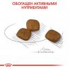 Royal Canin Mini Coat Care (для взрослых собак мелких размеров с тусклой и сухой шерстью) Royal Canin Mini Coat Care (для взрослых собак мелких размеров с тусклой и сухой шерстью)