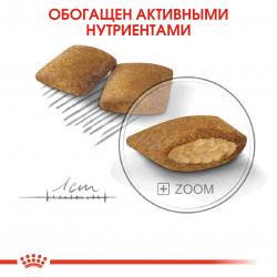 Royal Canin Mini Exigent (привередливым собакам мелких пород с 10 месяцев) Royal Canin Mini Exigent (привередливым собакам мелких пород с 10 месяцев)