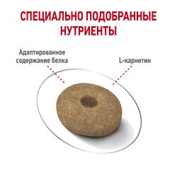 Royal Canin Mini Light Weight Care (для собак мелких пород, склонных к избыточному весу) Royal Canin Mini Light Weight Care (для собак мелких пород, склонных к избыточному весу)