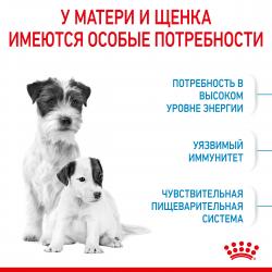 Royal Canin Mini Starter (для щенков до 2-х месяцев, беременных и кормящих сук)