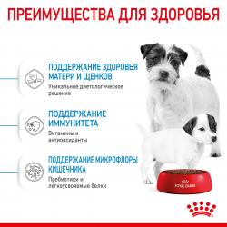 Royal Canin Mini Starter (для щенков до 2-х месяцев, беременных и кормящих сук)