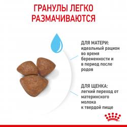 Royal Canin Mini Starter (для щенков до 2-х месяцев, беременных и кормящих сук)