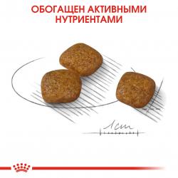 Royal Canin Mini Urinary Care (для взрослых собак мелких размеров с чувствительной мочевыделительной системой)