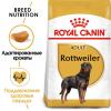 Royal Canin Rottweiler (для взрослых собак породы ротвейлер в возрасте от 18 месяцев) Royal Canin Rottweiler (для взрослых собак породы ротвейлер в возрасте от 18 месяцев)