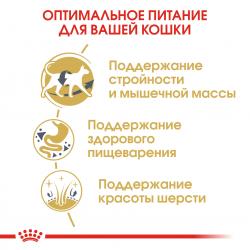 Royal Canin Siamese Adult (для cиамских кошек старше 12 месяцев) Royal Canin Siamese Adult (для cиамских кошек старше 12 месяцев)