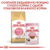 Royal Canin Sphynx Kitten (сухой корм для котят породы Сфинкс до 12 месяцев)  Royal Canin Sphynx Kitten (сухой корм для котят породы Сфинкс до 12 месяцев)