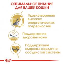 Royal Canin Sphynx (для кошек породы сфинкс старше 12 месяцев) Royal Canin Sphynx (для кошек породы сфинкс старше 12 месяцев)
