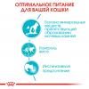 Royal Canin Urinary Care  85г х 12 шт (в соусе, для профилактики мочекаменной болезни)